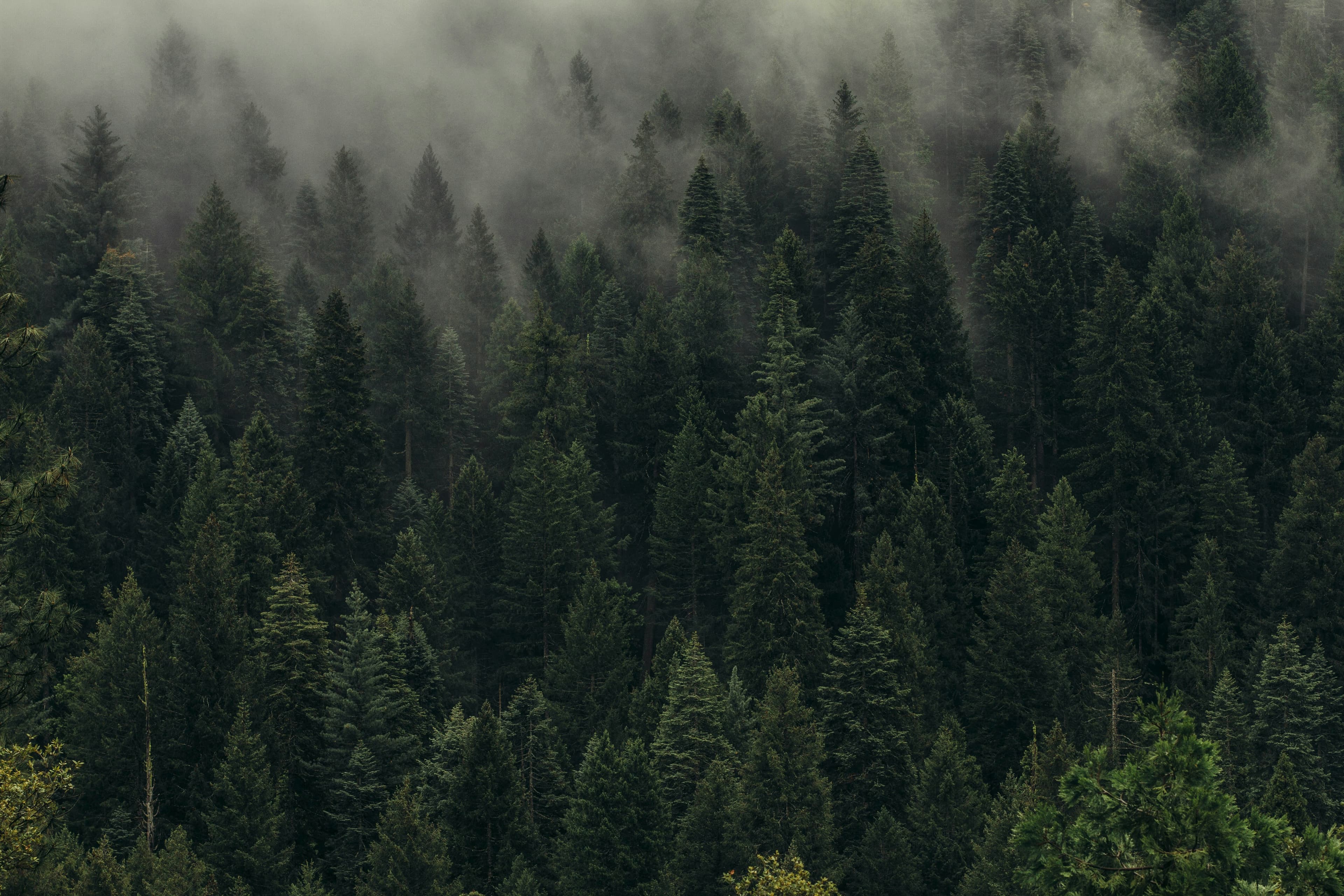 Forest canopy